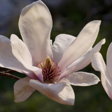 Magnolien